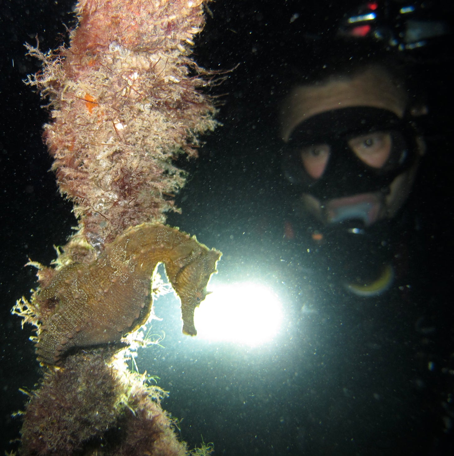 SDI Night Diver Specialty Certification