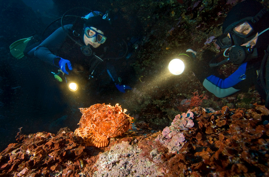 SDI Night Diver Specialty Certification