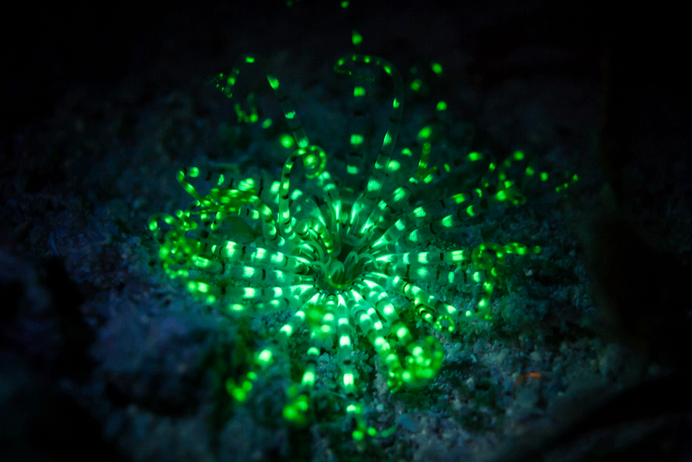 SDI Night Diver Specialty Certification